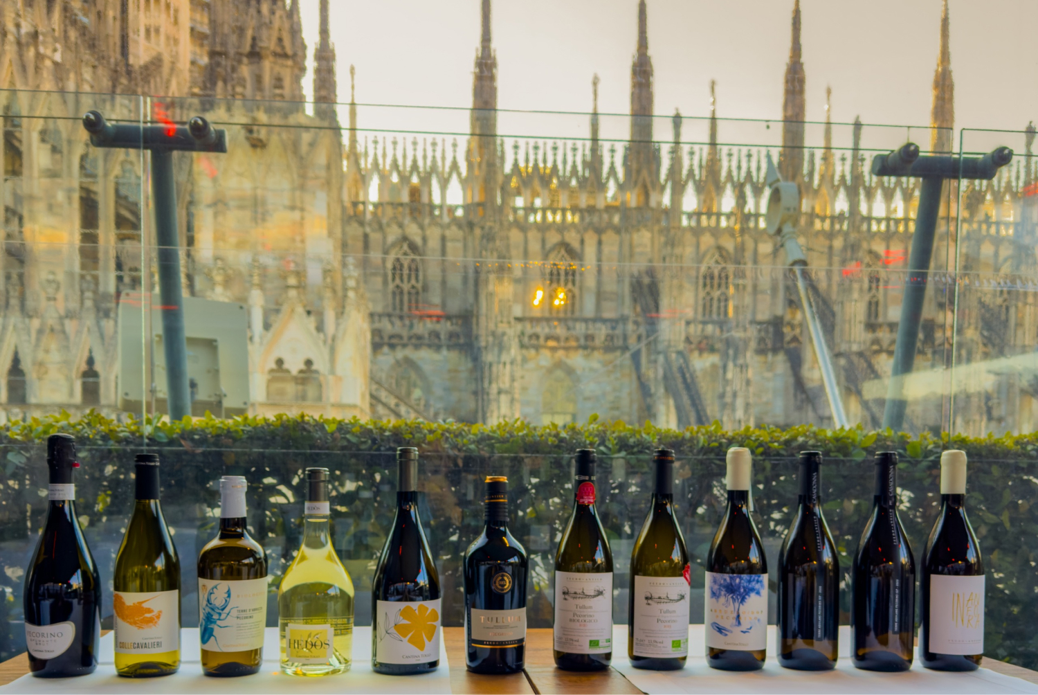 Cantina tollo al shapes of pecorino