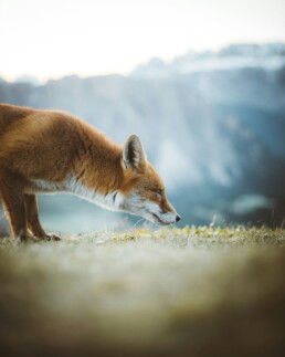 Orso bruno nella natura dell Abruzzo