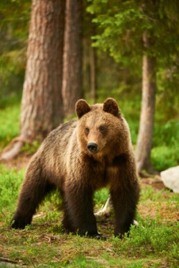 Paesaggio del Parco Nazionale d Abruzzo